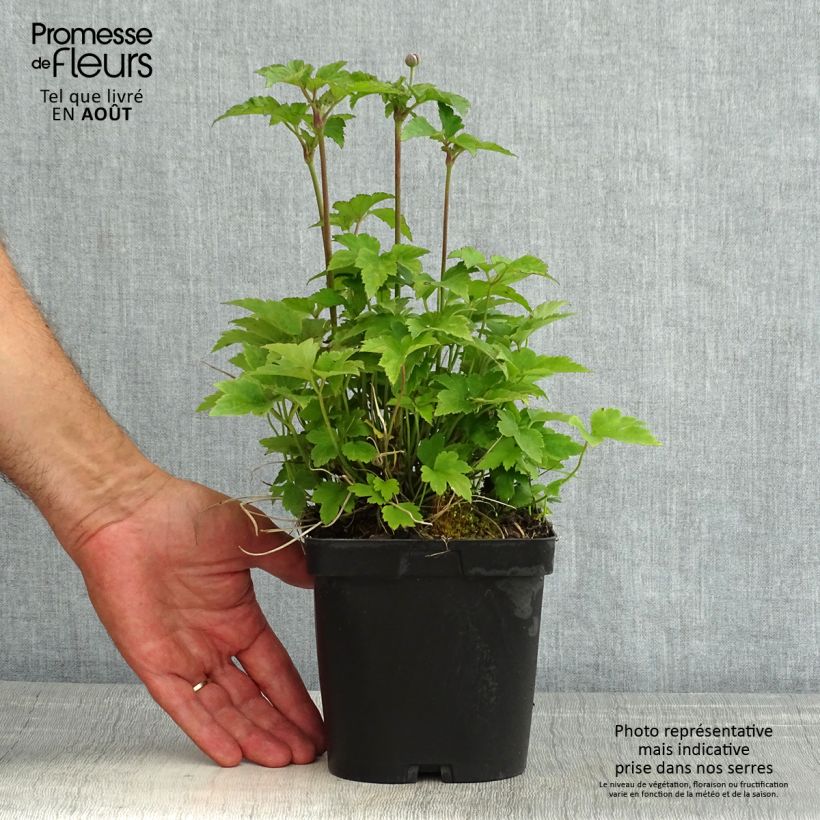 Ejemplar de Anemone hupehensis Prinz Heinrich - Anémona del Japón Maceta 2L/3L entregado en verano