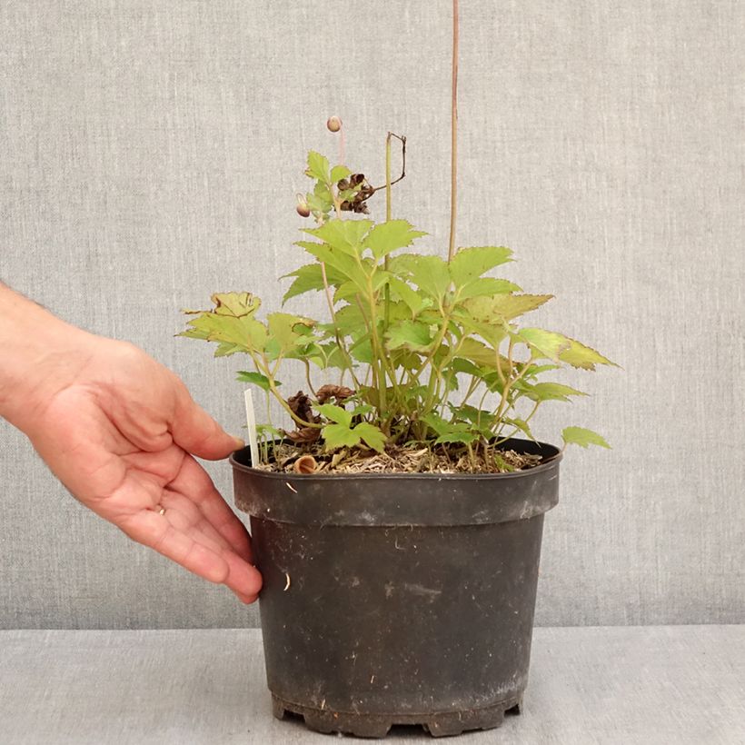 Ejemplar de Anemone hupehensis Praecox - Anémona del Japón Maceta 2L/3L entregado en verano
