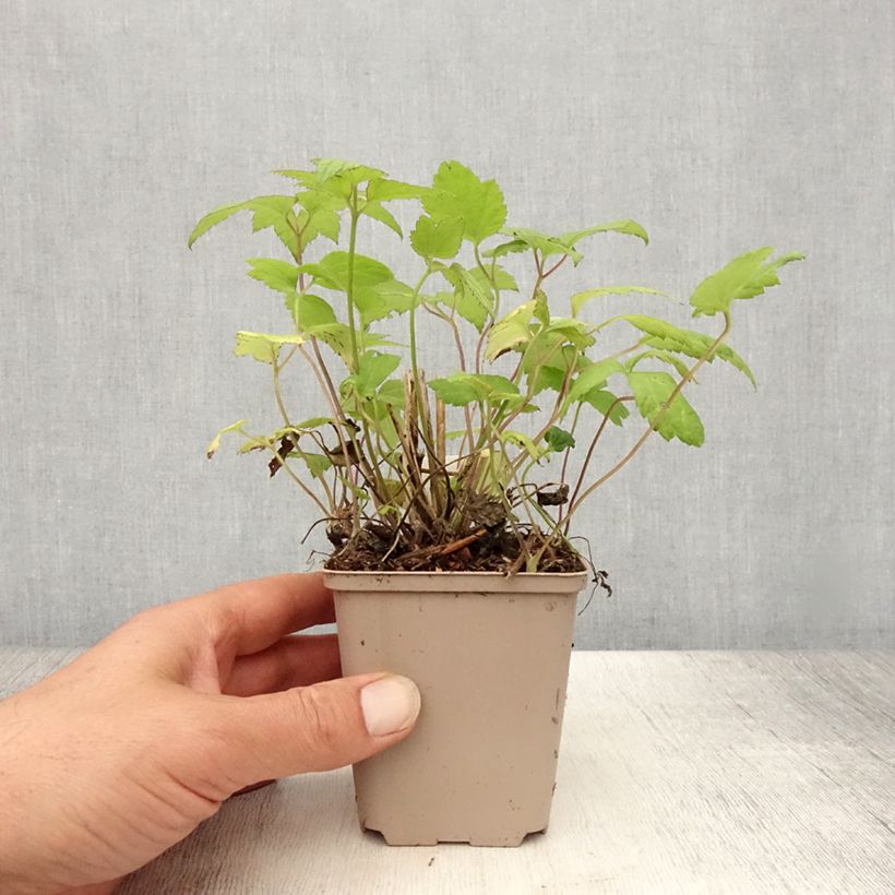 Ejemplar de Anemone hupehensis Snow Angels - Anémona del Japón Maceta de 8/9 cm entregado en verano