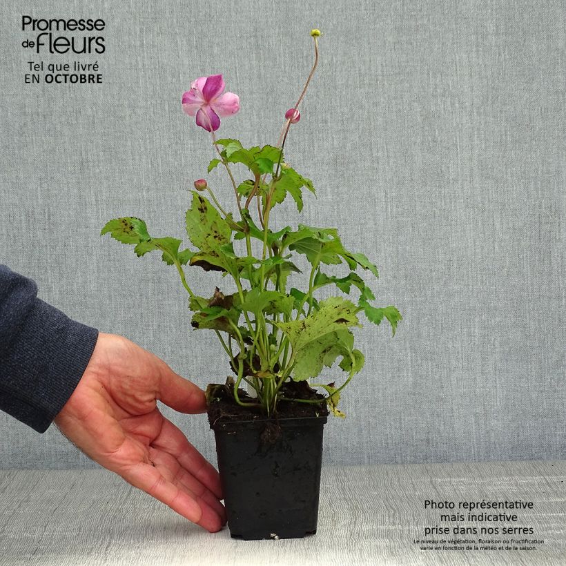 Ejemplar de Anemone hupehensis Little Princess - Anémona del Japón Maceta de 8/9 cm entregado en otoño
