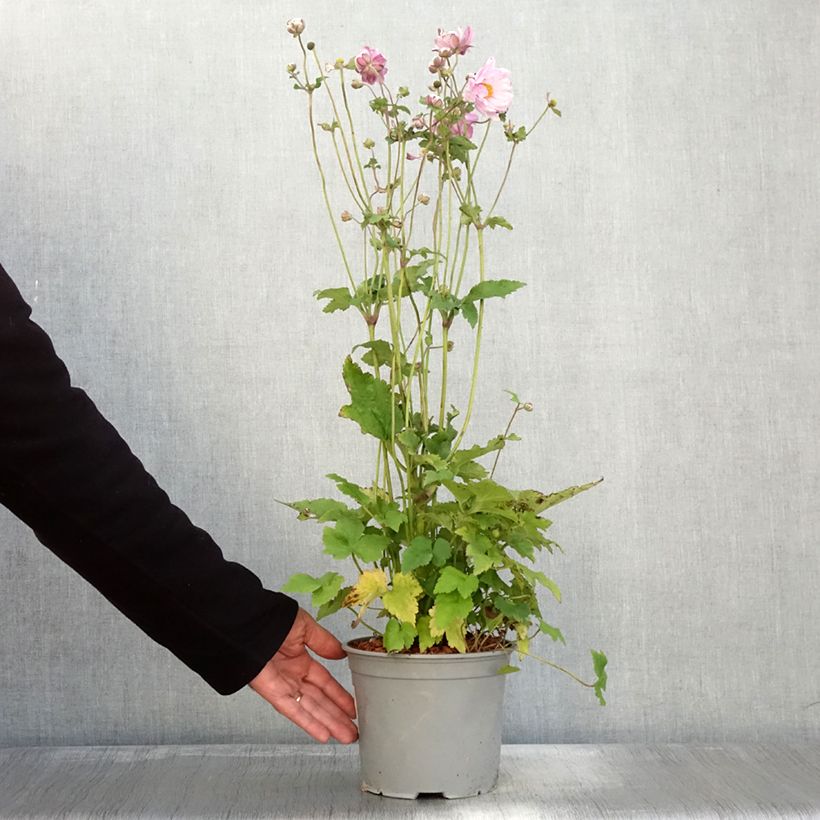 Ejemplar de Anemone Mont Rose Maceta 3L/4L entregado en otoño