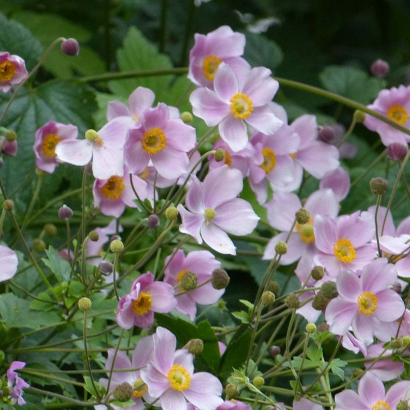 Anemone hupehensis September Charm - Anémona del Japón (Porte)