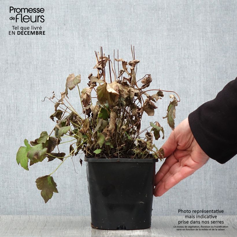 Ejemplar de Anemone hupehensis Splendens - Anémona del Japón Maceta 2L/3L entregado en otoño