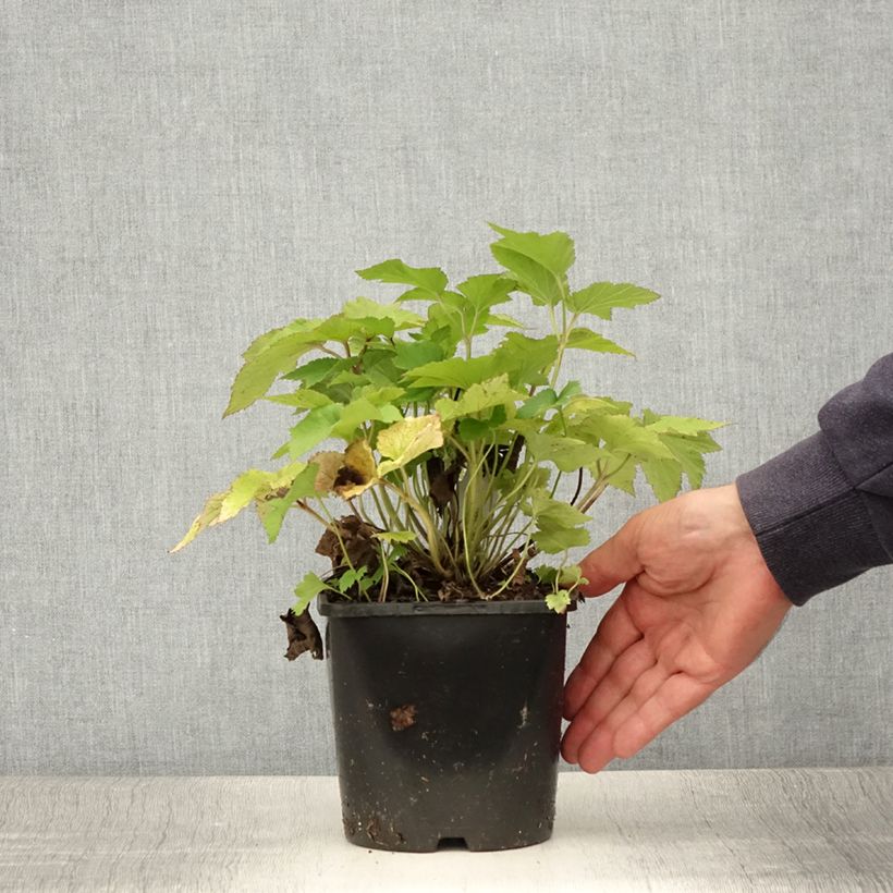 Ejemplar de Anemone hupehensis Splendens - Anémona del Japón Maceta 2L/3L entregado en verano