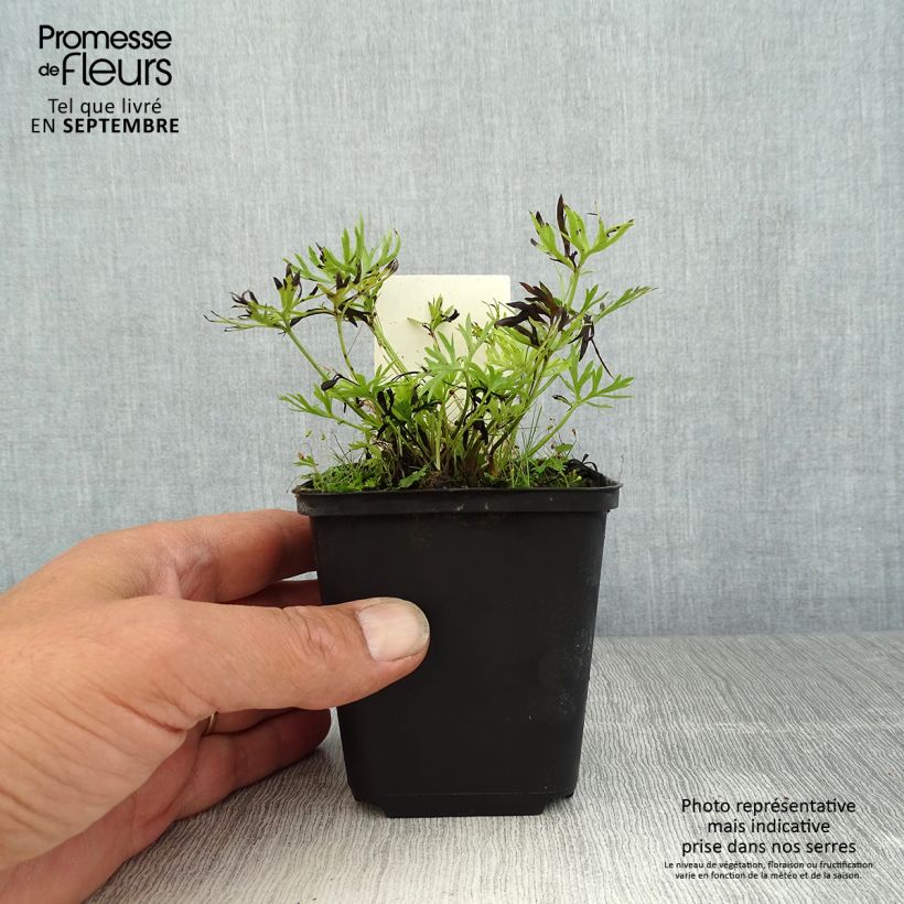 Ejemplar de Anemone multifida Rosea - Anémone multifide Godet de 9cm entregado en verano