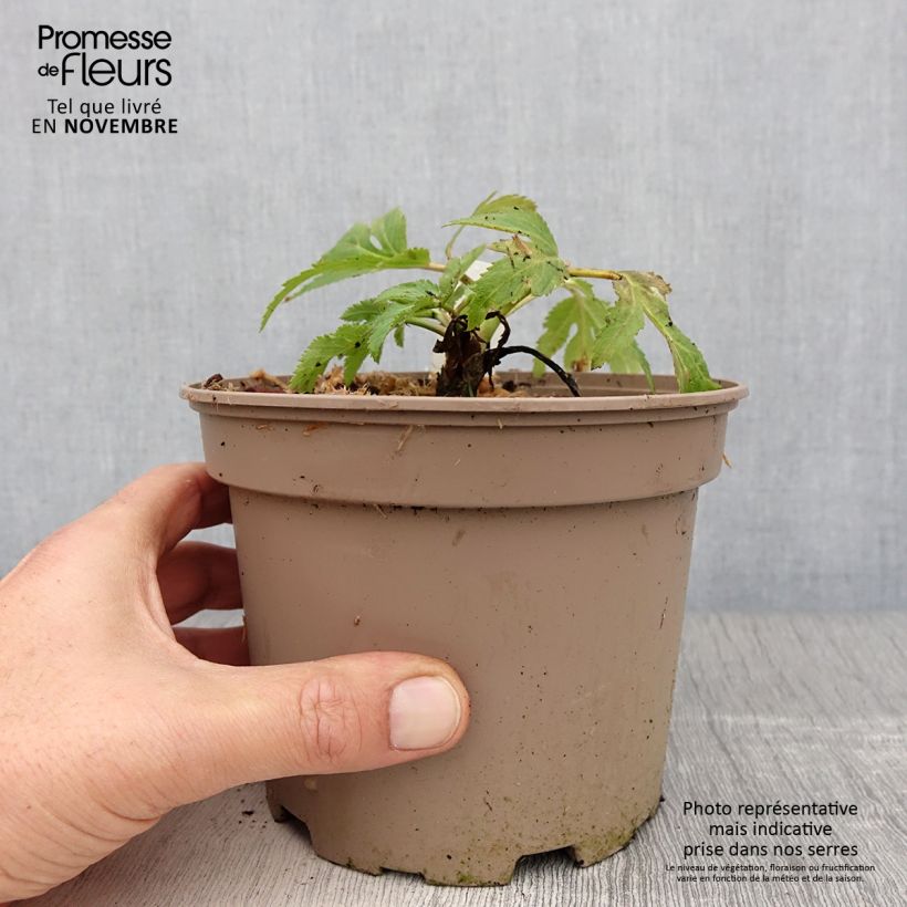 Ejemplar de Angelica gigas - Angelica coreana Maceta 2L/3L entregado en otoño