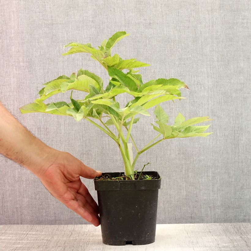 Ejemplar de Angelica gigas - Angelica coreana Maceta 2L/3L entregado en verano
