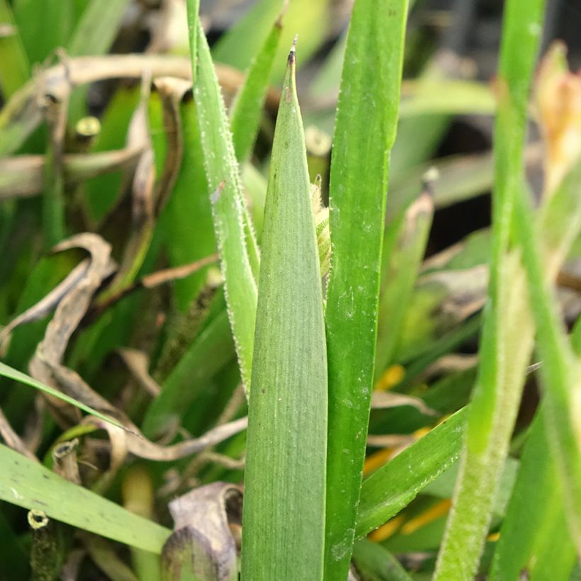 Anigozanthos flavidus Bush Bonanza (Follaje)