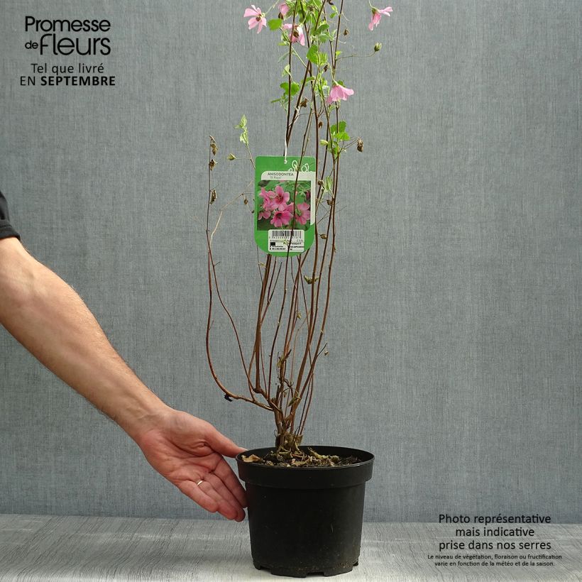Ejemplar de Anisodontea capensis El Rayo Maceta 1,5L/2L entregado en otoño