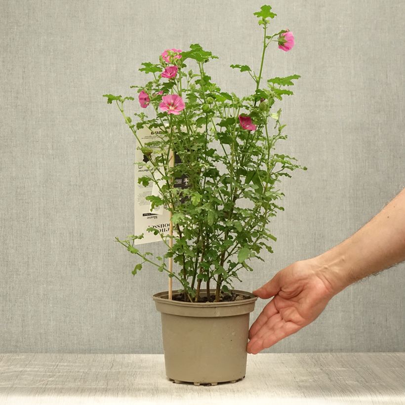 Ejemplar de Anisodontea capensis El Rayo - Mauve arbustive du Cap en pot de 1.5L/2L entregado en verano