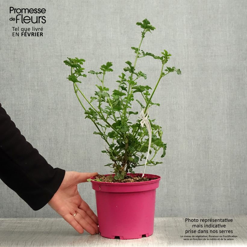 Anisodontea Cristal rose Maceta 3L/4L Ejemplar entregado en invierno