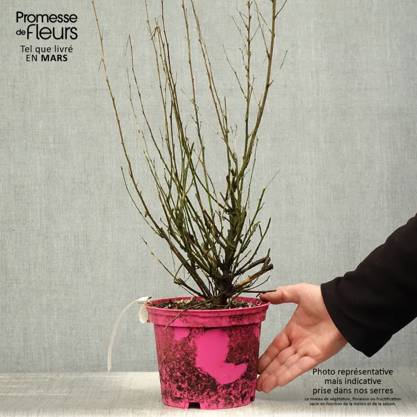 Anisodontea Lady in Pink Pot de 3L/4L Ejemplar entregado en la primavera