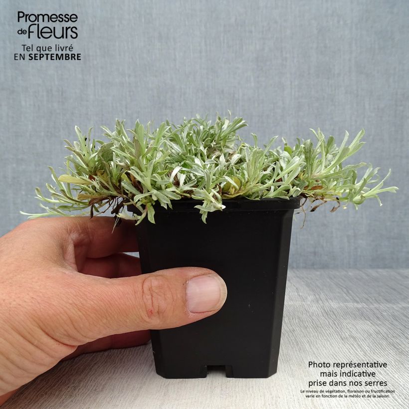 Ejemplar de Antennaria dioica Rubra Maceta de 8/9 cm entregado en otoño