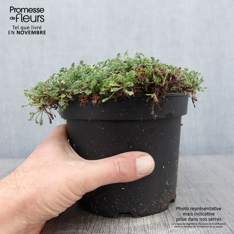 Ejemplar de Anthemis carpatica Karpatenschnee Maceta 2L/3L entregado en otoño