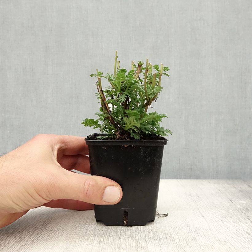 Ejemplar de Anthemis tinctoria Wargrave Variety - Camomila amarilla Maceta de 8/9 cm entregado en otoño