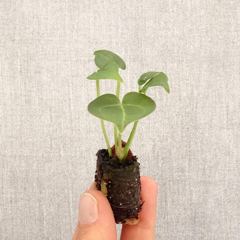 Anthurium clarinervium - Mini-motte Ø 3/4 cm Ejemplar entregado en la primavera