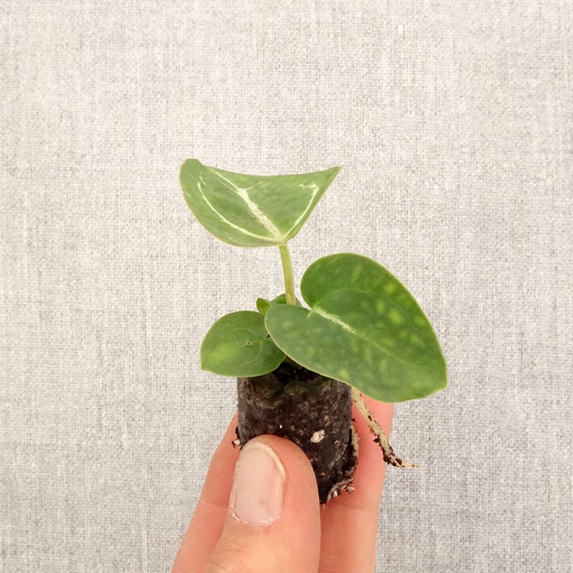 Anthurium crystallinum - Mini-motte Ø 3/4 cm Ejemplar entregado en la primavera