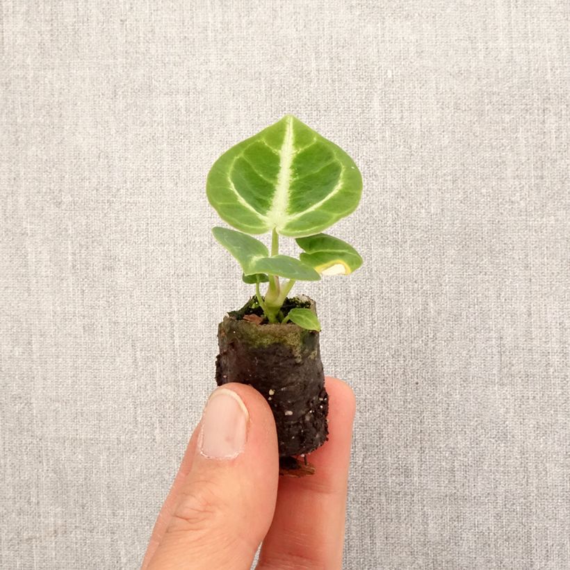 Anthurium Dorayaki - Mini-motte Ø 3/4 cm Ejemplar entregado en la primavera