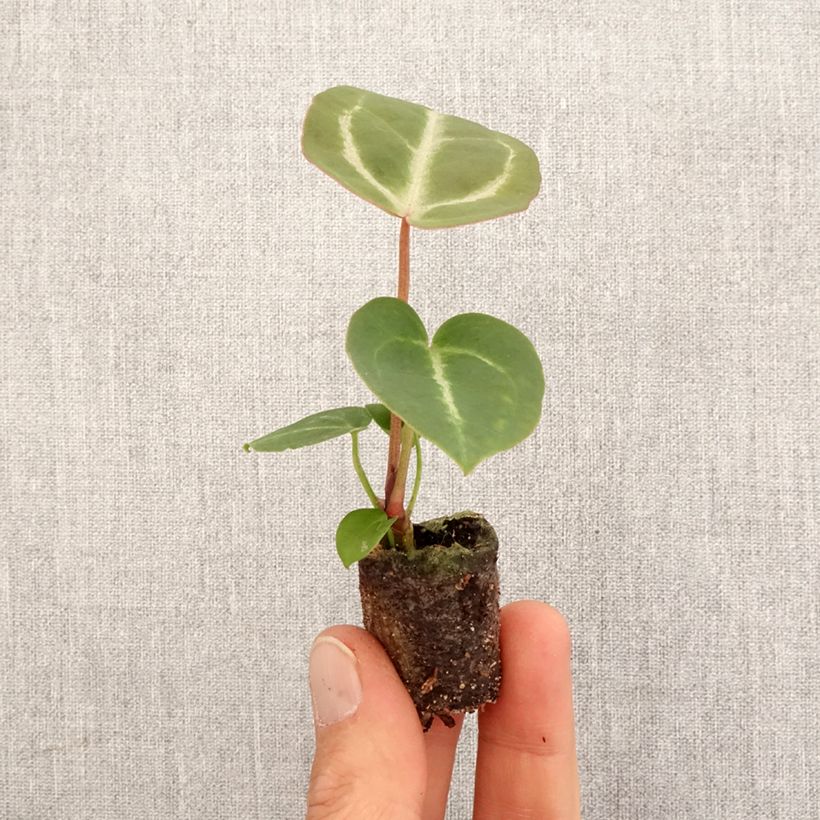 Anthurium Dorayaki x magnificum - Mini-motte Ø 3/4 cm Ejemplar entregado en la primavera