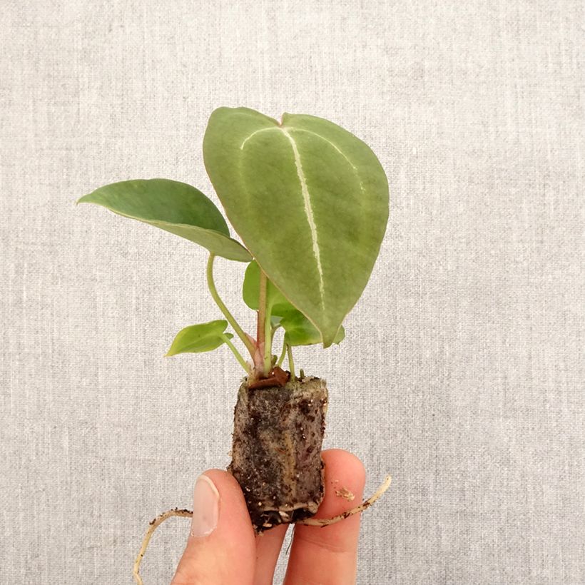 Anthurium forgetii - Mini-motte Ø 3/4 cm Ejemplar entregado en la primavera