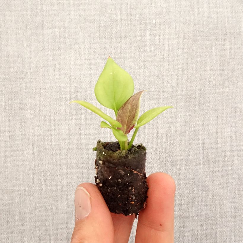 Anthurium jenmanii Gold - Mini-motte Ø 3/4 cm Ejemplar entregado en la primavera