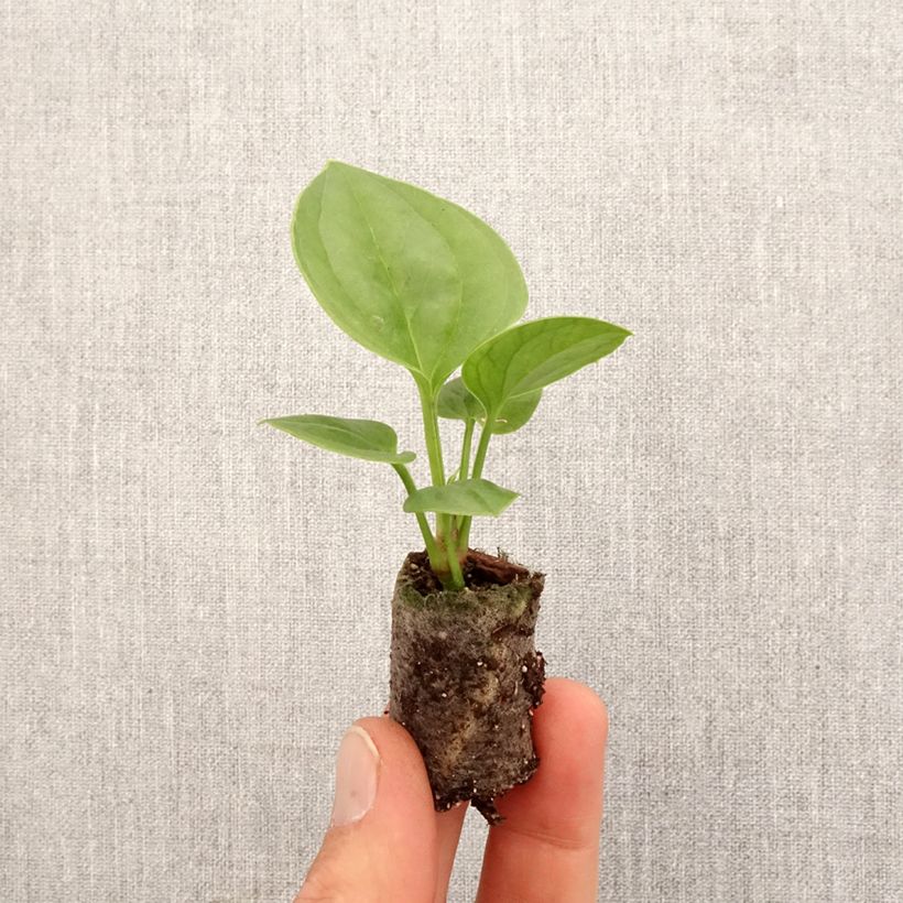 Anthurium jenmanii Green Jady - Mini-motte Ø 3/4 cm Ejemplar entregado en la primavera