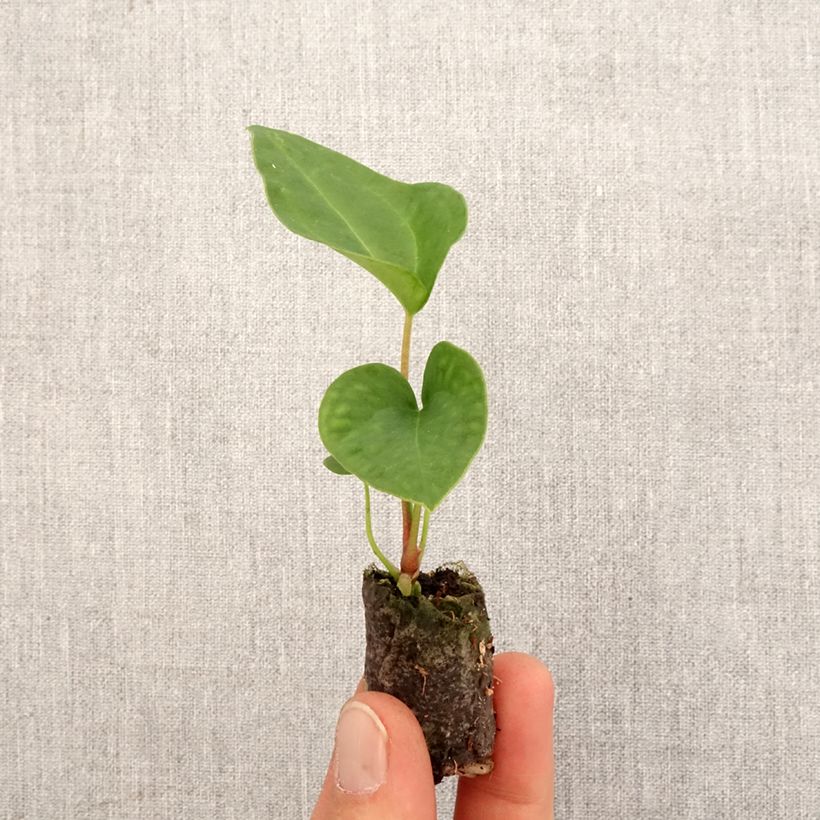 Anthurium magnificum x Dark Phoenix - Mini-motte Ø 3/4 cm Ejemplar entregado en la primavera