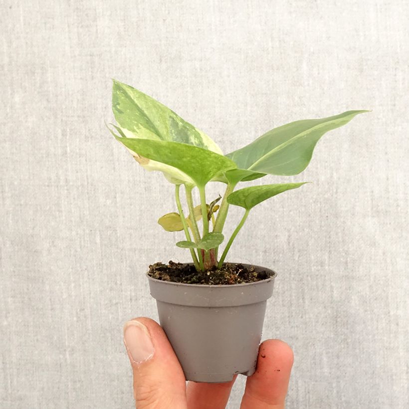 Anthurium Renaissance Variegata - Anturio Mini-plante Ejemplar entregado en la primavera