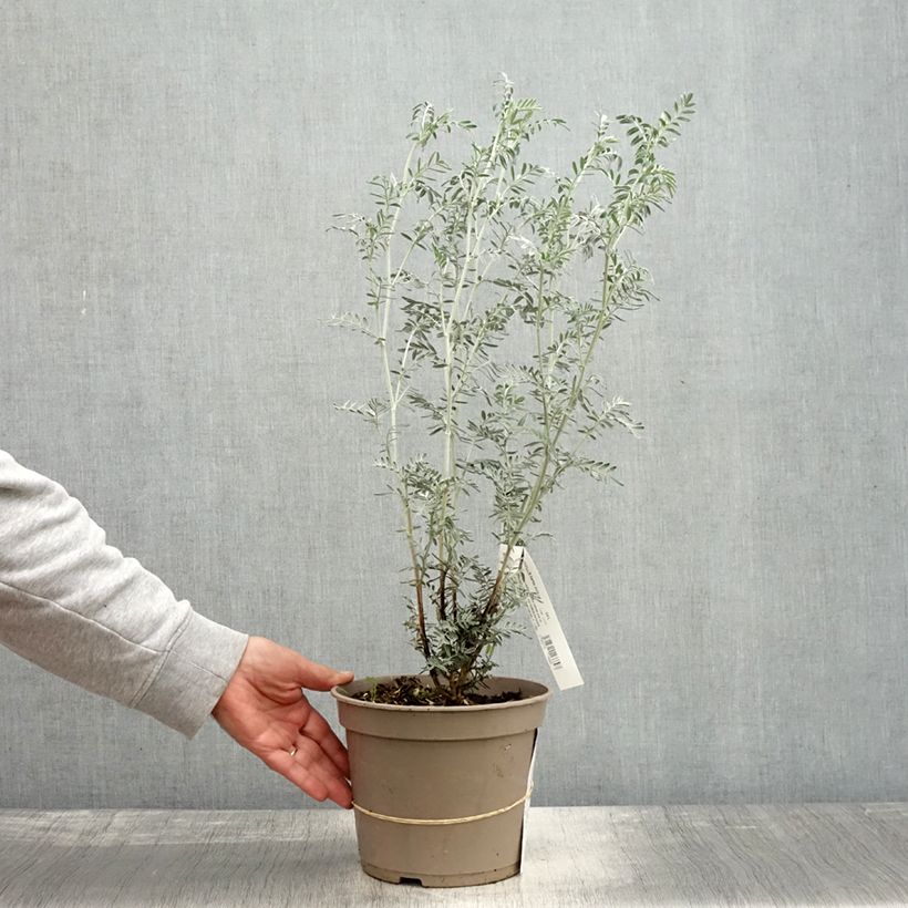 Ejemplar de Anthyllis barba-jovis - Vulneraría Maceta 4L/5L entregado en otoño