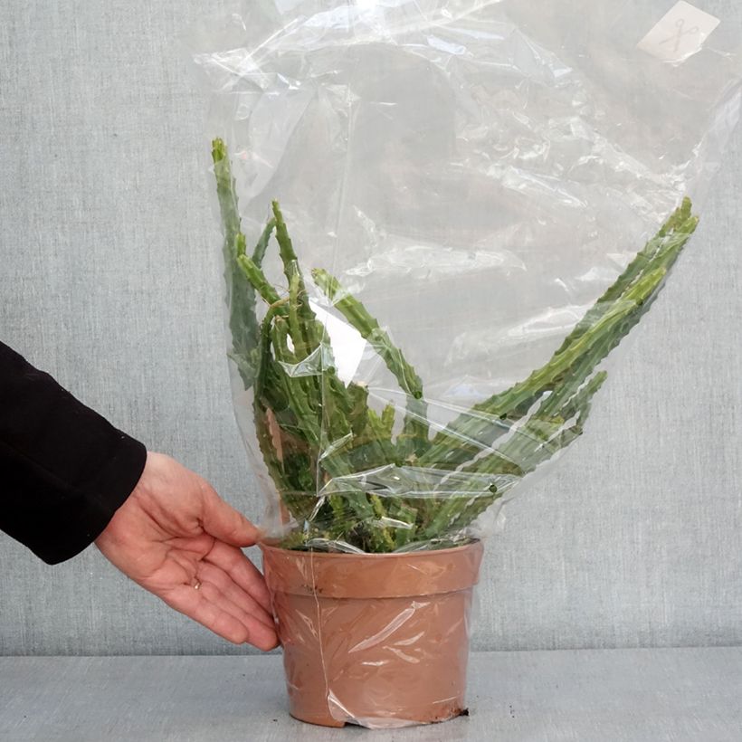 Aporophyllum malisonii Maceta 2L/3L Ejemplar entregado en invierno