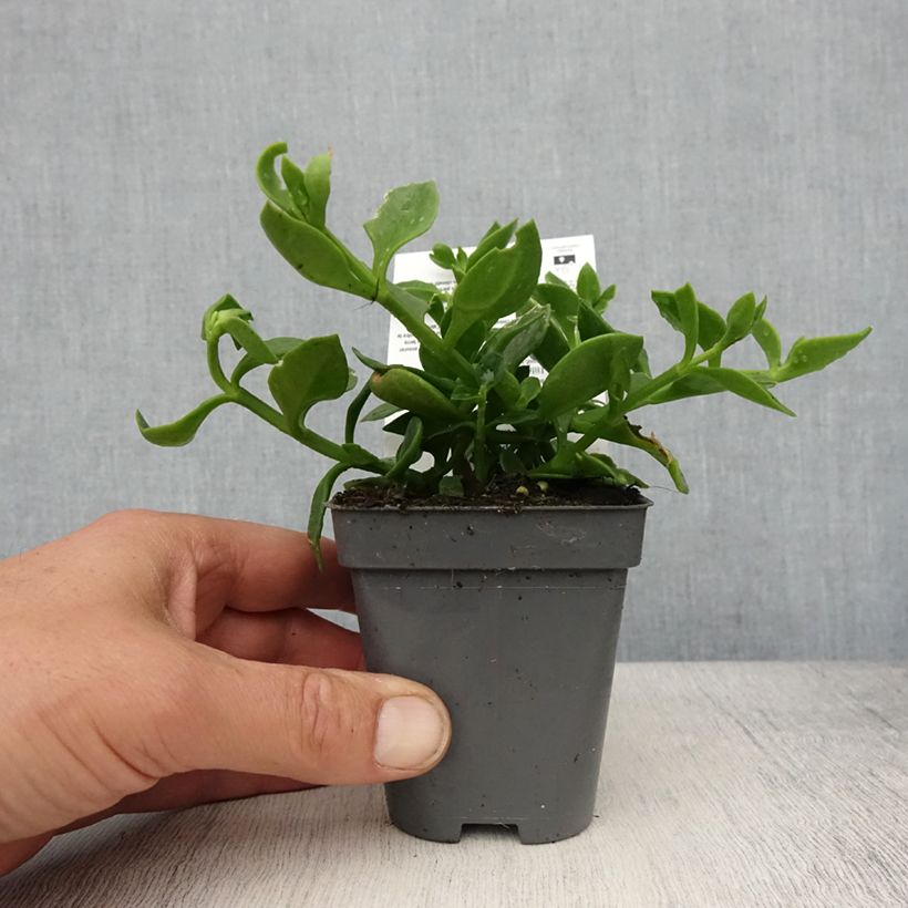 Aptenia cordifolia - Rocío Maceta de 8/9 cm Ejemplar entregado en la primavera