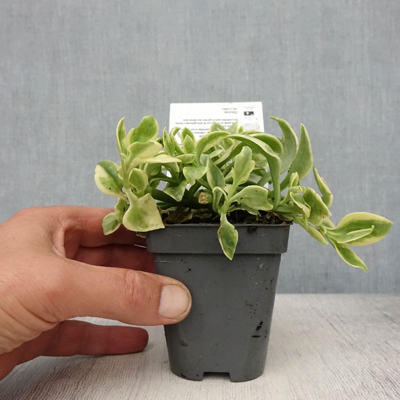 Aptenia cordifolia Variegata - Ficoide à feuilles en coeur Godet de 8/9 cm Ejemplar entregado en la primavera