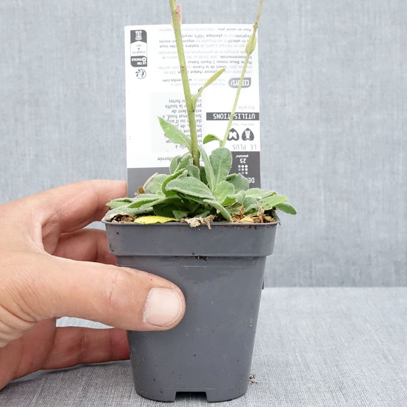 Ejemplar de Arabis blepharophylla Rose Delight Maceta de 7/8 cm entregado en verano
