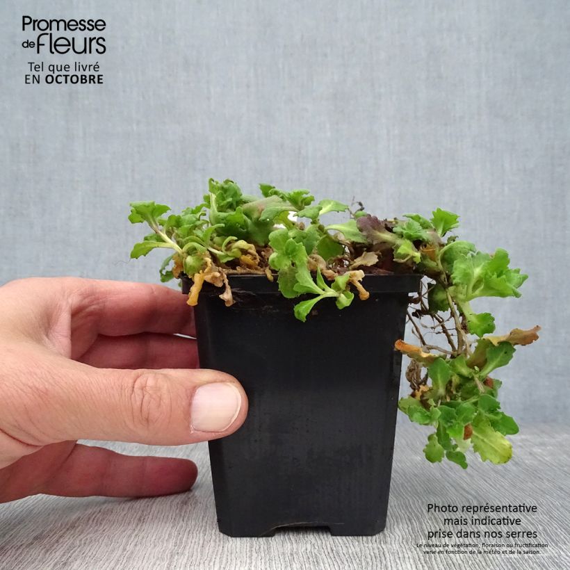 Ejemplar de Arabis caucasica Pinkie Maceta de 8/9 cm entregado en otoño
