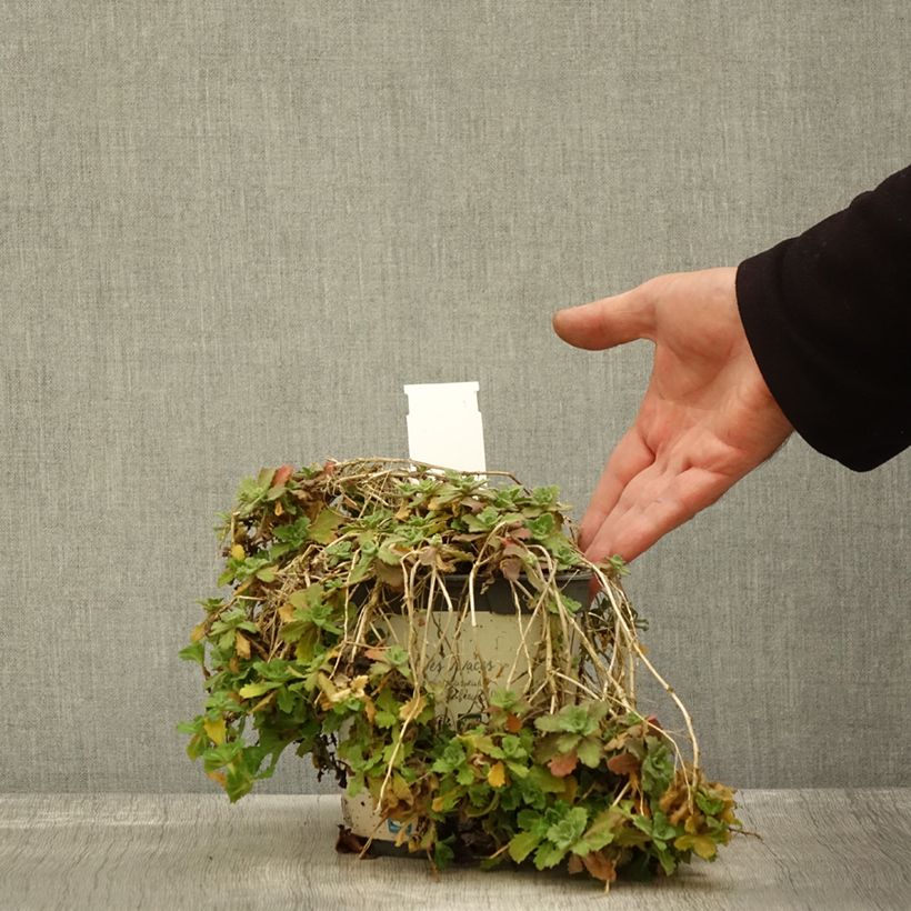 Ejemplar de Arabis caucasica Alabaster Maceta 2L/3L entregado en otoño