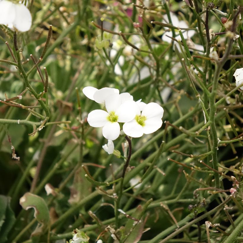 Arabis caucasica Alabaster (Floración)