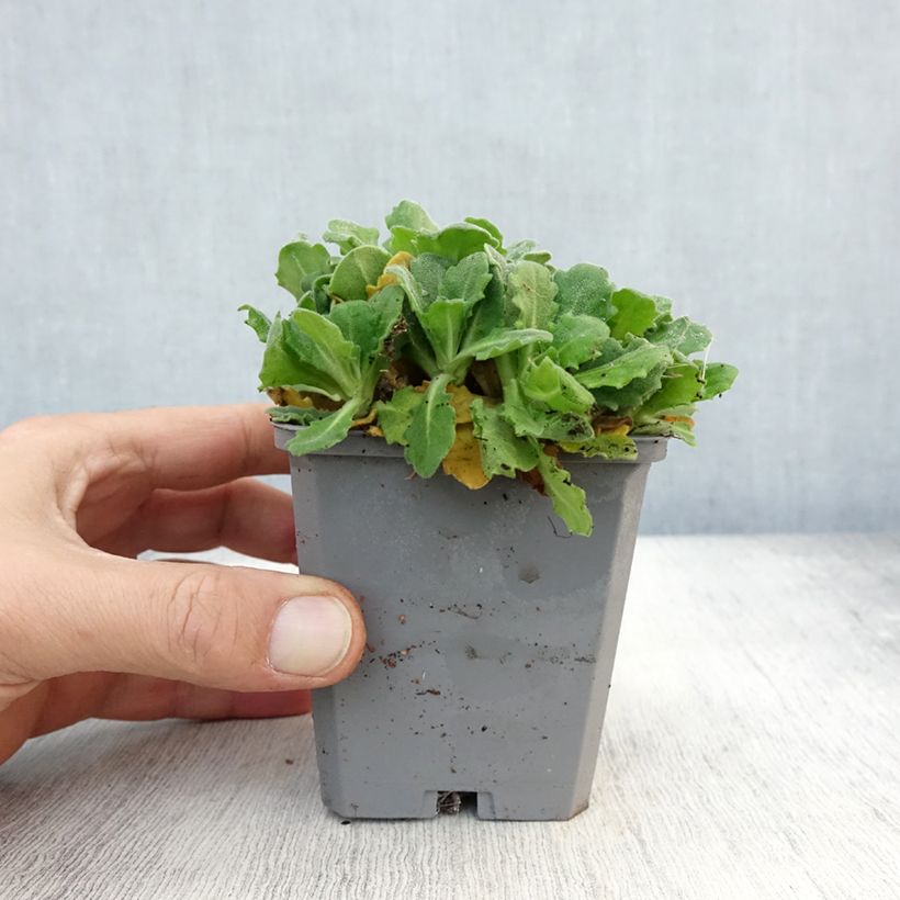 Ejemplar de Arabis caucasica Plena Maceta de 7/8 cm entregado en otoño