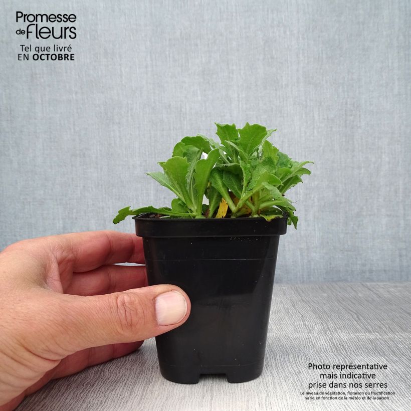 Ejemplar de Arabis caucasica Snowcap Maceta de 8/9 cm entregado en otoño