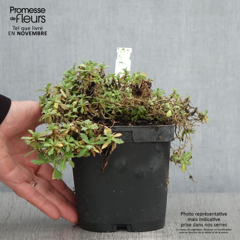 Ejemplar de Arabis caucasica Snowcap Maceta 2L/3L entregado en otoño