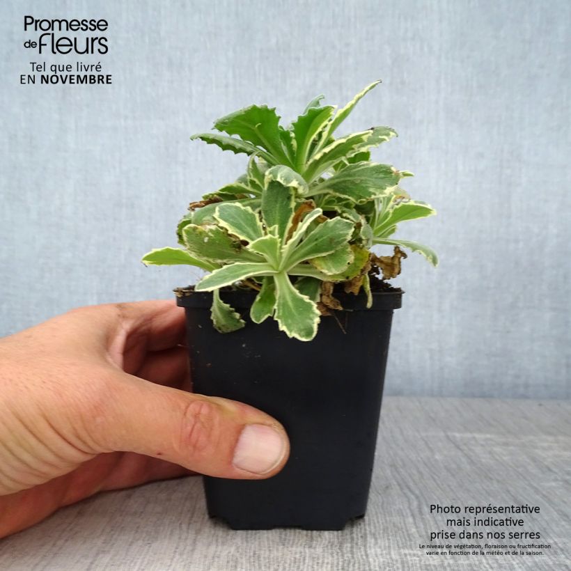 Ejemplar de Arabis caucasica Variegata Maceta de 8/9 cm entregado en otoño