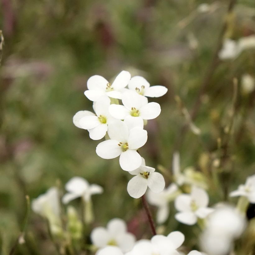 Arabis caucasica Variegata (Floración)