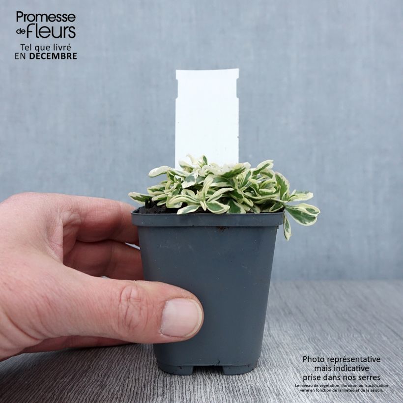 Ejemplar de Arabis ferdinandi-coburgii Maceta de 8/9 cm entregado en otoño