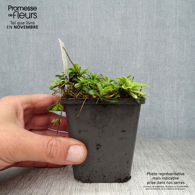 Ejemplar de Arabis ferdinandi-coburgii Old Gold Maceta de 8/9 cm entregado en otoño