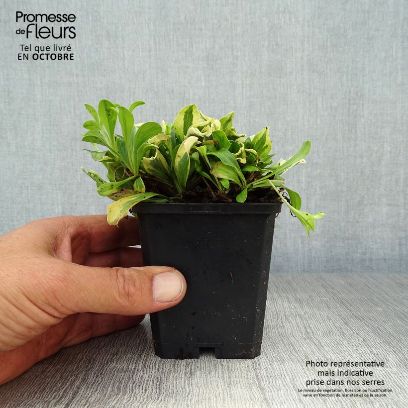 Ejemplar de Arabis ferdinandi-coburgii Variegata Maceta de 8/9 cm entregado en otoño