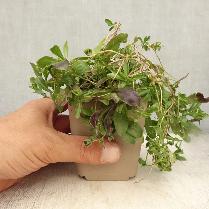 Ejemplar de Arabis procurrens Neuschnee Maceta de 8/9 cm entregado en verano