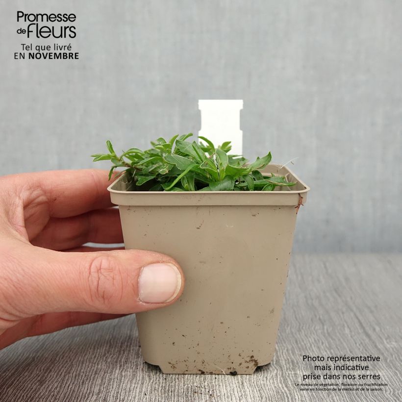 Ejemplar de Arabis suendermannii Maceta de 8/9 cm entregado en otoño