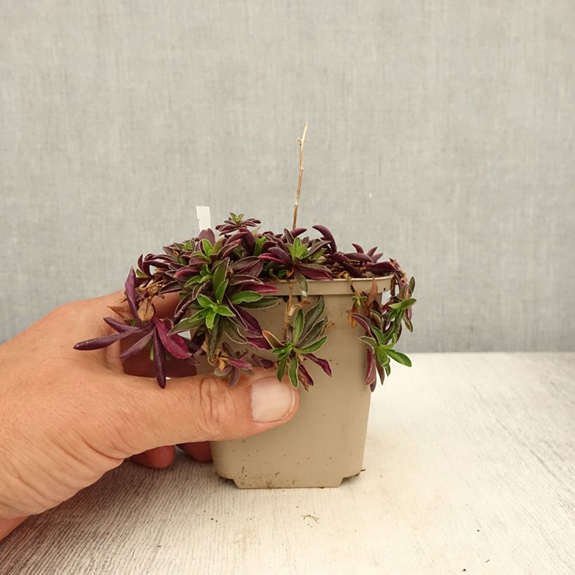 Ejemplar de Arabis suendermannii - Corbeille d'argent Godet de 9cm entregado en verano