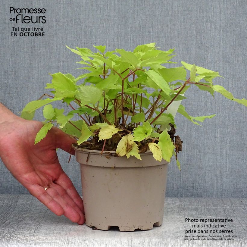 Ejemplar de Arbol de angélica japonés - Aralia cordata Sun King Maceta 2L/3L entregado en otoño