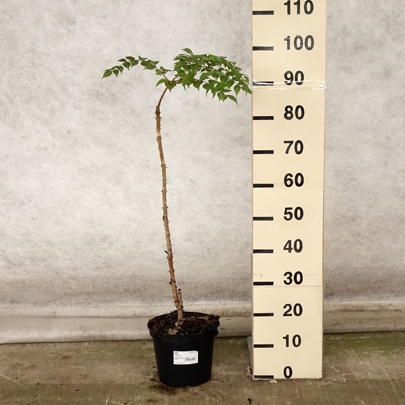 Ejemplar de Arbol de angélica japonés - Aralia elata Maceta 3L/4L entregado en otoño