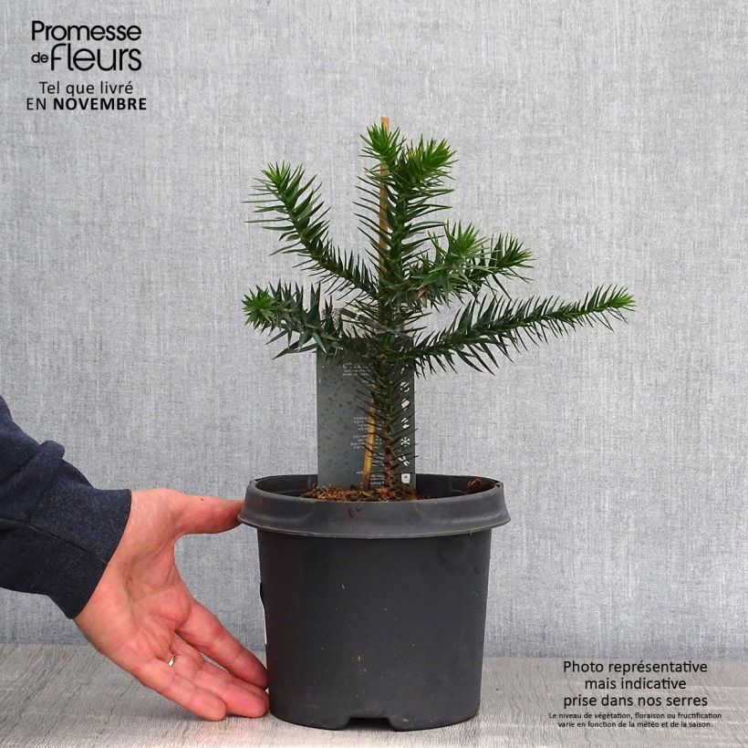 Ejemplar de Araucaria araucana - Araucana Maceta 3L/4L entregado en otoño